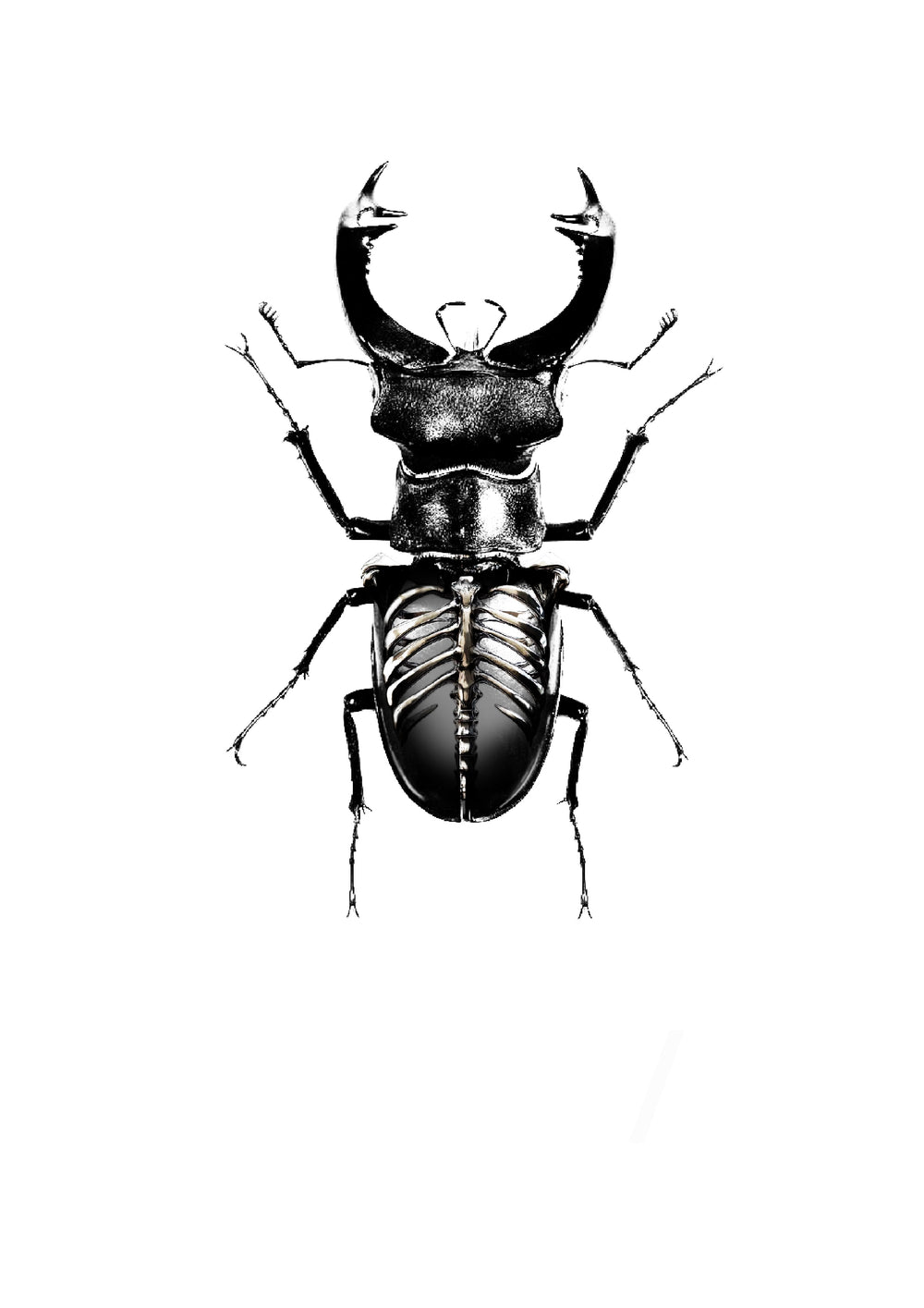 Stag beetle with an anatomical ribcage abdomen, Stanley flash tattoo design