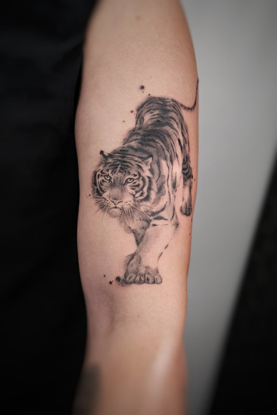 Black & Gray Tiger Study