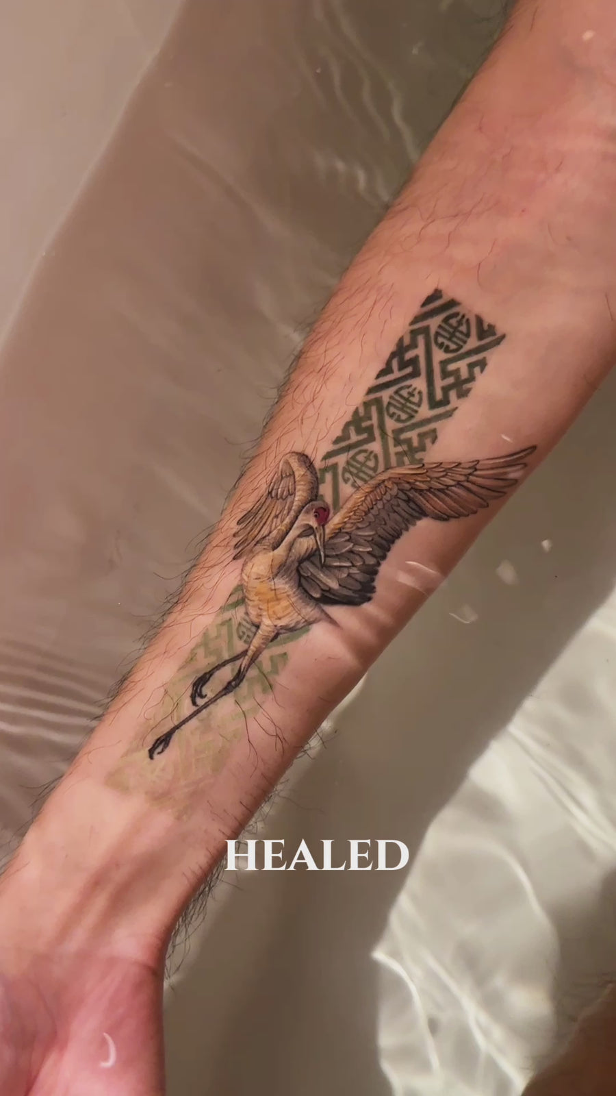 Eva Liu tattoo source video - fine-line 02