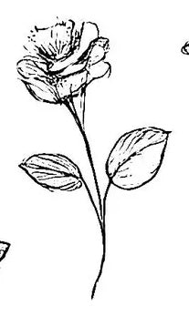 Traditional Color 075